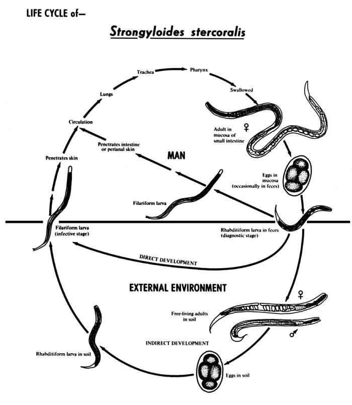 Слика од Strongyloides