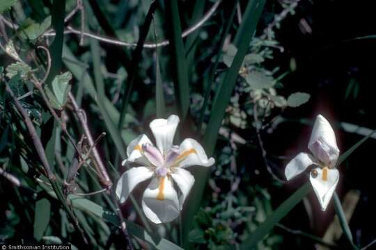 Image of Fairy Iris