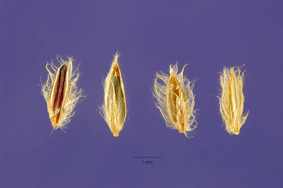 صورة Digitaria horizontalis Willd.