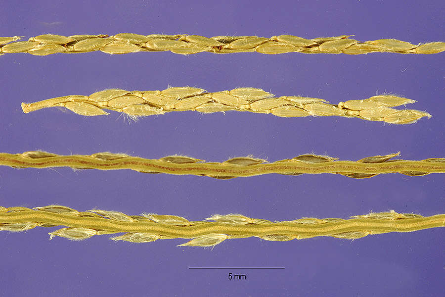 Sivun Digitaria horizontalis Willd. kuva