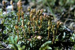 Image of diapensia