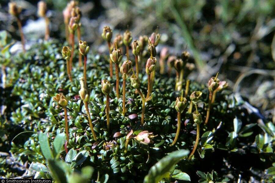 Image of diapensia