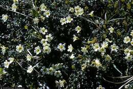 Image of diapensia