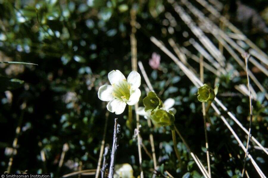 Image of diapensia