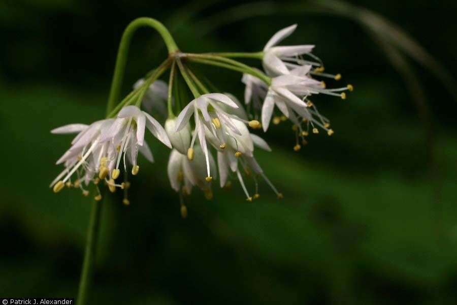 Image of nodding onion