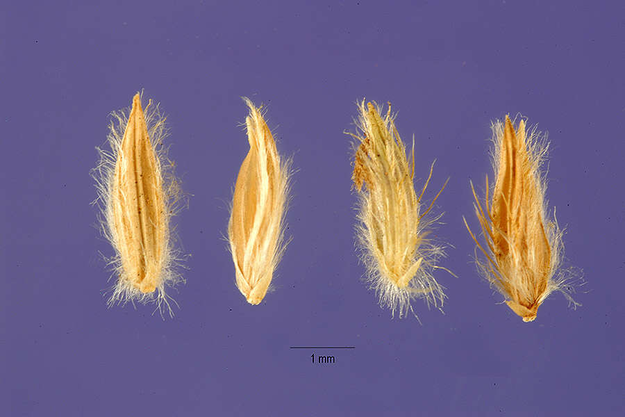 Image of Digitaria natalensis Stent