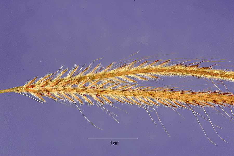 Image of Dimeria ornithopoda Trin.
