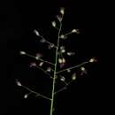 Image of hemlock rosette grass