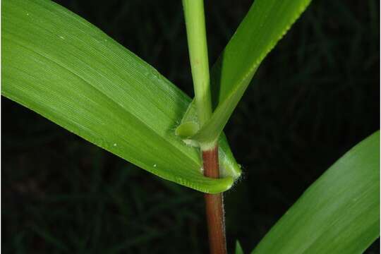 Imagem de Panicum polyanthes Schult.