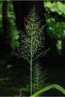 Imagem de Panicum polyanthes Schult.