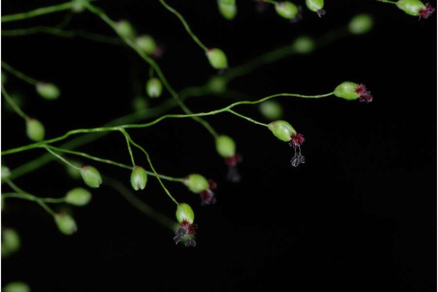 Imagem de Panicum polyanthes Schult.