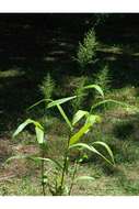 Imagem de Panicum polyanthes Schult.