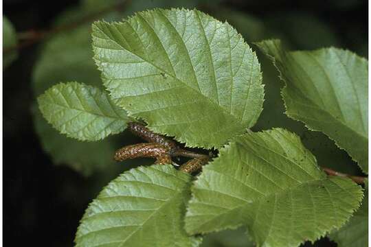 Image of mountain alder