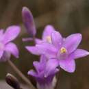 Sivun Dichelostemma capitatum subsp. capitatum kuva