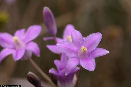 صورة Dichelostemma capitatum subsp. capitatum