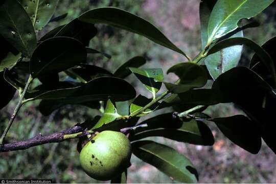 Sivun Diospyros revoluta Poir. kuva