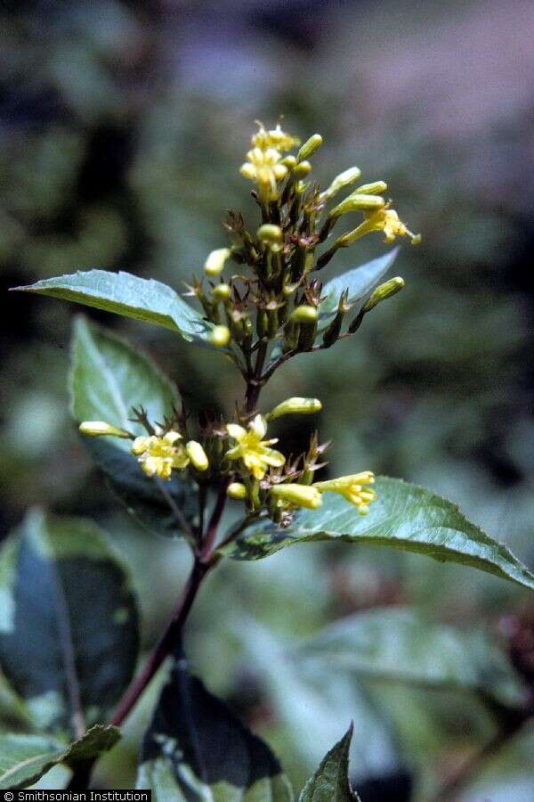 Image of mountain bush honeysuckle