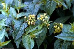 Image of mountain bush honeysuckle