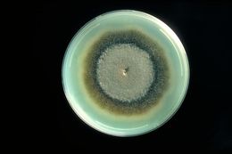 Image of Exserohilum rostratum (Drechsler) K. J. Leonard & Suggs 1974