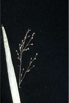 Imagem de Panicum scabriusculum Elliott