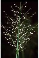 Imagem de Panicum scoparium Lam.