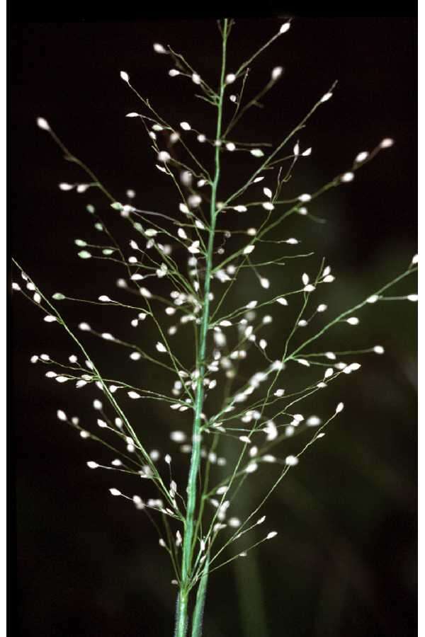 Image of Broom Rosette Grass