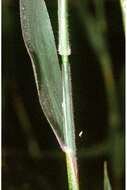 Image of Broom Rosette Grass