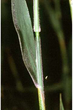 Image of Broom Rosette Grass