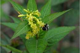 Image of southern bush honeysuckle