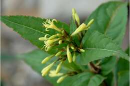 Image of southern bush honeysuckle