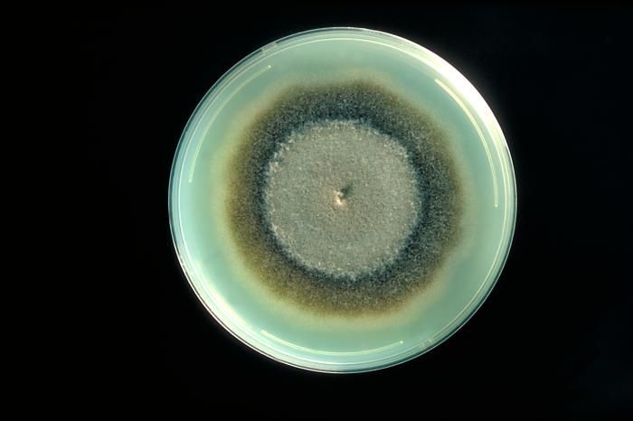 Image de Exserohilum rostratum (Drechsler) K. J. Leonard & Suggs 1974