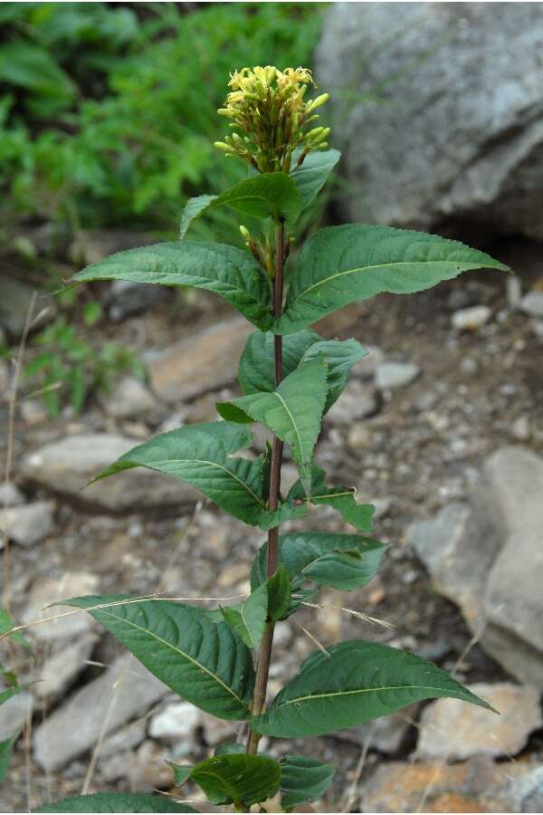 Image of southern bush honeysuckle