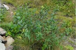 Image of southern bush honeysuckle