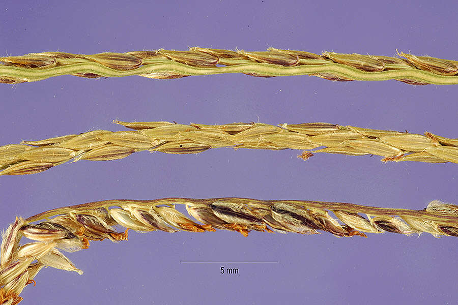 Image of crabgrass