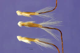 Image de Dichanthium sericeum (R. Br.) A. Camus