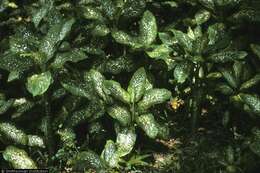 Image of dumbcane