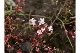 Image of Elf Orpine