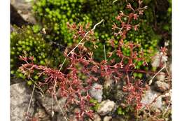 Image of Elf Orpine