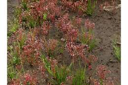 Image of Elf Orpine