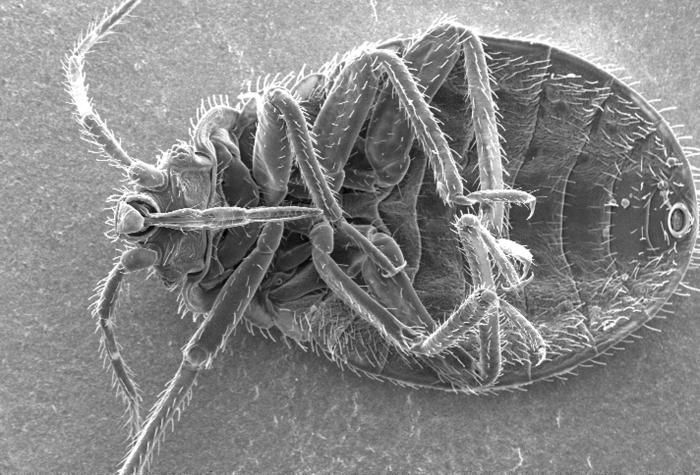 Image of bed bugs