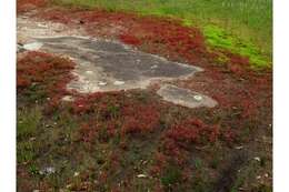 Image of Elf Orpine