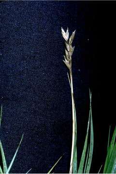 Image of saltgrass