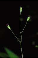 Imagem de Panicum strigosum Muhl. ex Elliott