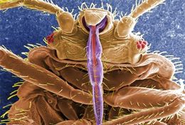 Image of bed bugs