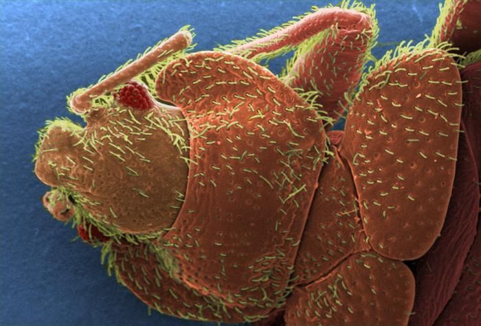 Image of bed bugs