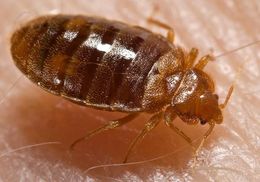 Image of bed bugs