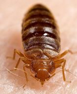 Image of bed bugs