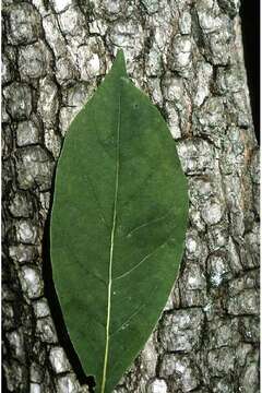 Image of common persimmon