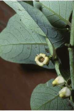 Image of common persimmon