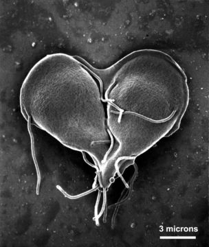 Image of Giardia